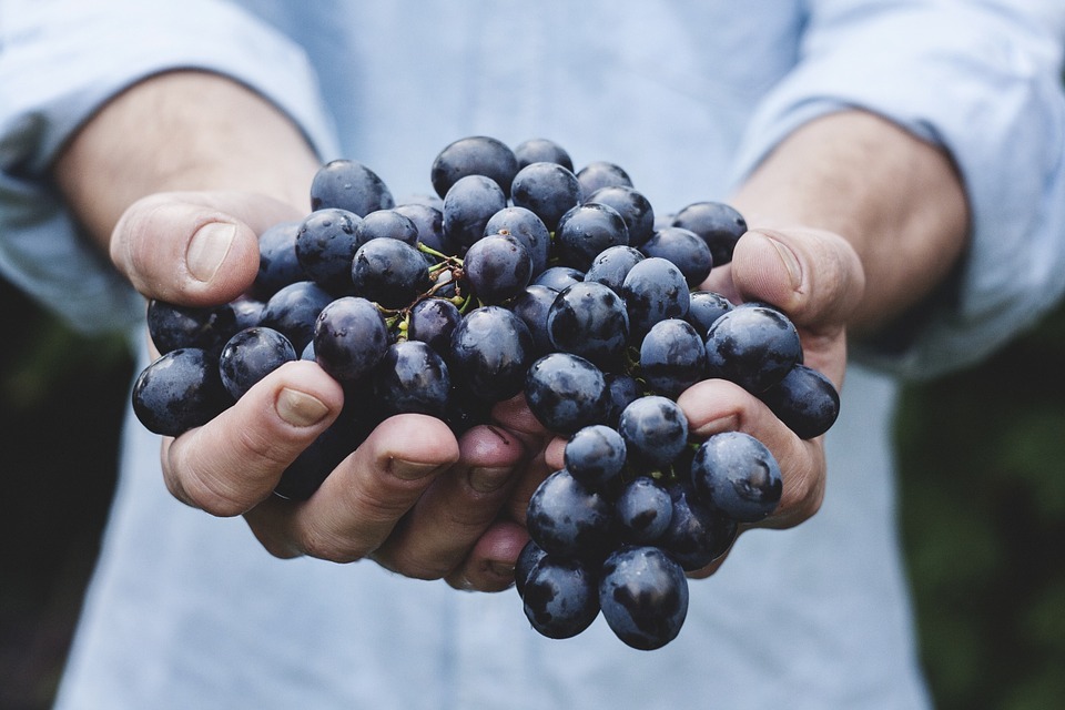 Pessoa segurando um cacho de uvas roxas.